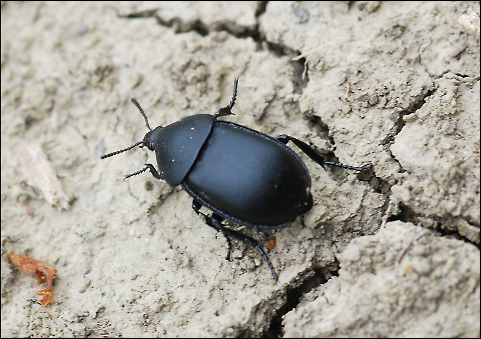 due coleotteri da ident -  ? e Ablattaria laevigata